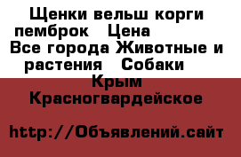 Щенки вельш корги пемброк › Цена ­ 70 000 - Все города Животные и растения » Собаки   . Крым,Красногвардейское